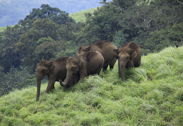 Wildlife Wayanad