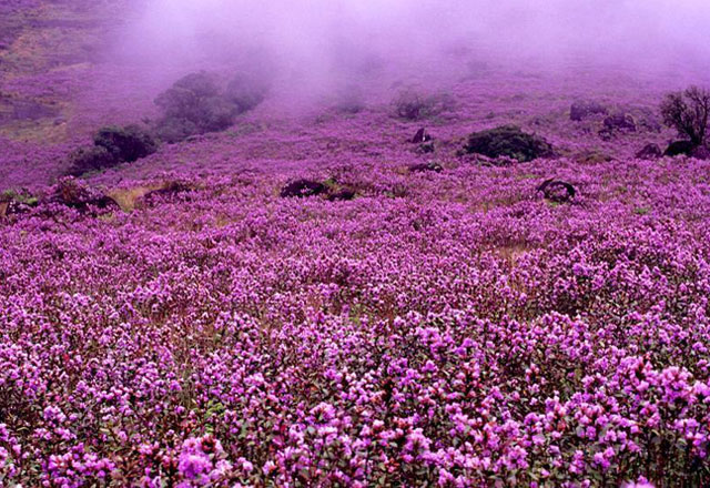 Neelakurinji