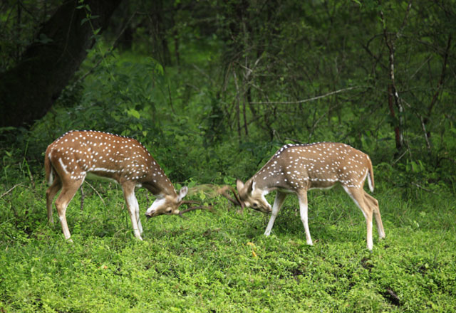 Enthralling Wayanad